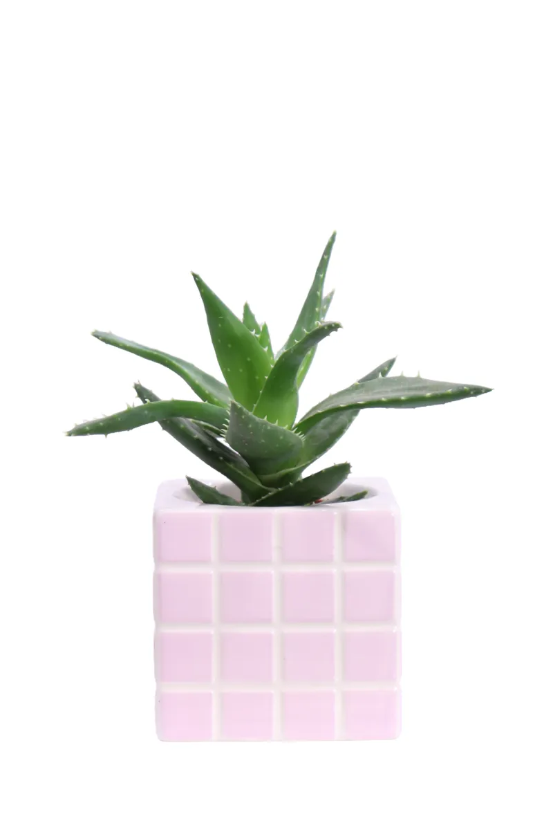 Aloe Deco Composizione2 egarden.store 1 Aloe Deco Composizione2 egarden.store online