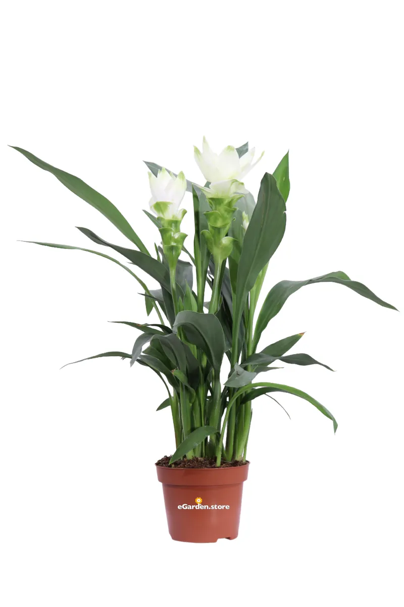 Curcuma Alismatifolia Siam Sisto v12 egarden.store online