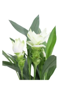 Curcuma Alismatifolia Siam Sisto v12 egarden.store online