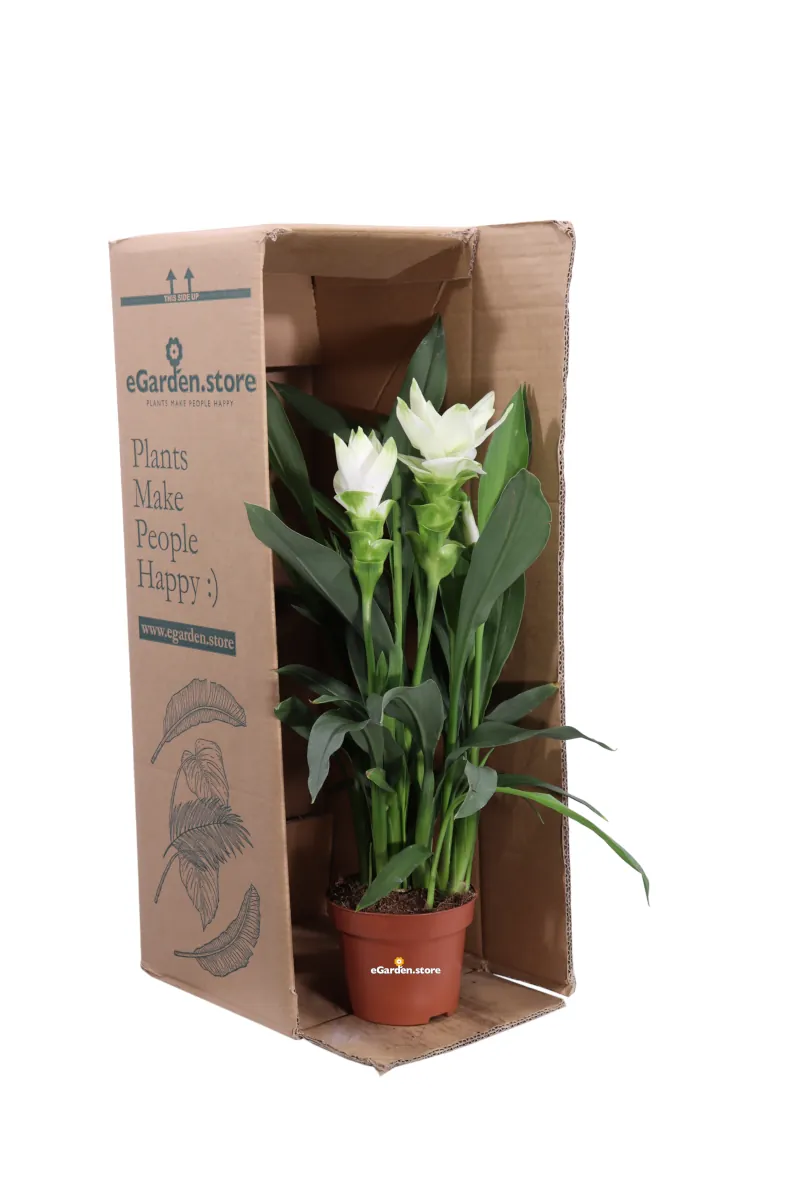 Curcuma Alismatifolia Siam Sisto v12 egarden.store online