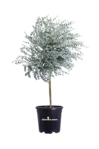 Eucalipto - Eucalyptus Gunnii Azura Alberello v30 egarden.store online