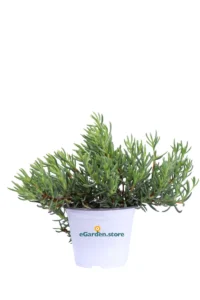 Lampranthus Spectabilis v14 egarden.store online