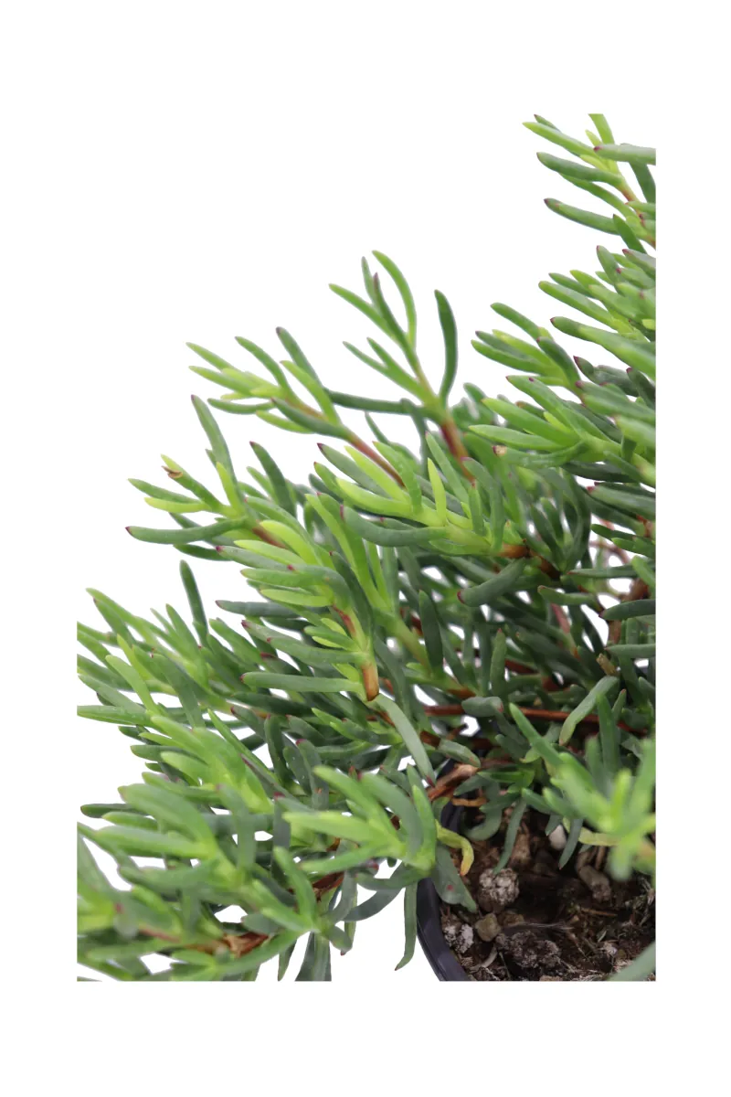 Lampranthus Spectabilis v14 egarden.store online