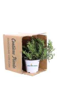 Lampranthus Spectabilis v14 egarden.store online