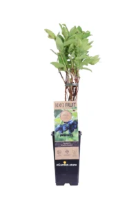 Mirtillo Siberiano - Lonicera Kamtschatika v15 egarden.store online