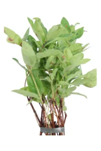 AmicoMario: LA LONICERA CAERULEA KAMTSCHATICA, È UN CURIOSO UN ARBUSTO - Foto 2