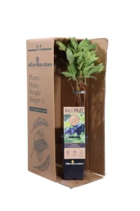 Mirtillo Siberiano - Lonicera Kamtschatika v15 egarden.store online