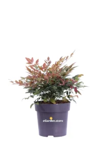 Nandina Domestica Obsessed Seika v15 egarden.store online