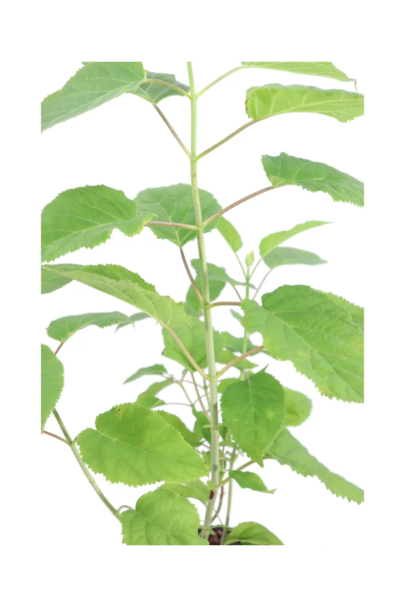 Ortensia - Hydrangea Arborescens Annabelle v17 egarden.store online