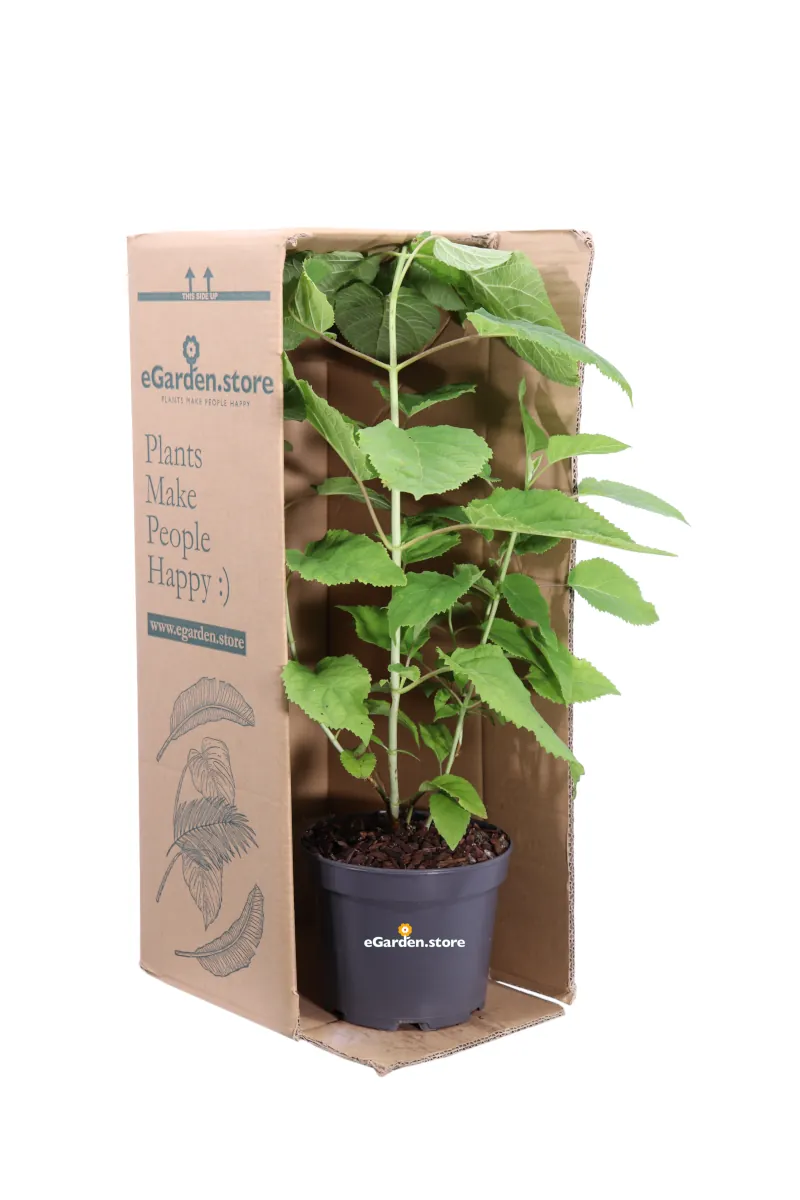 Ortensia - Hydrangea Arborescens Annabelle v17 egarden.store online