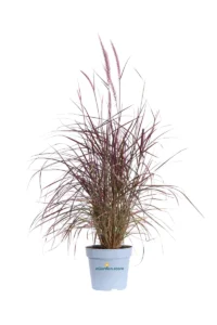 Pennisetum Advena Rubrum v17 egarden.store online