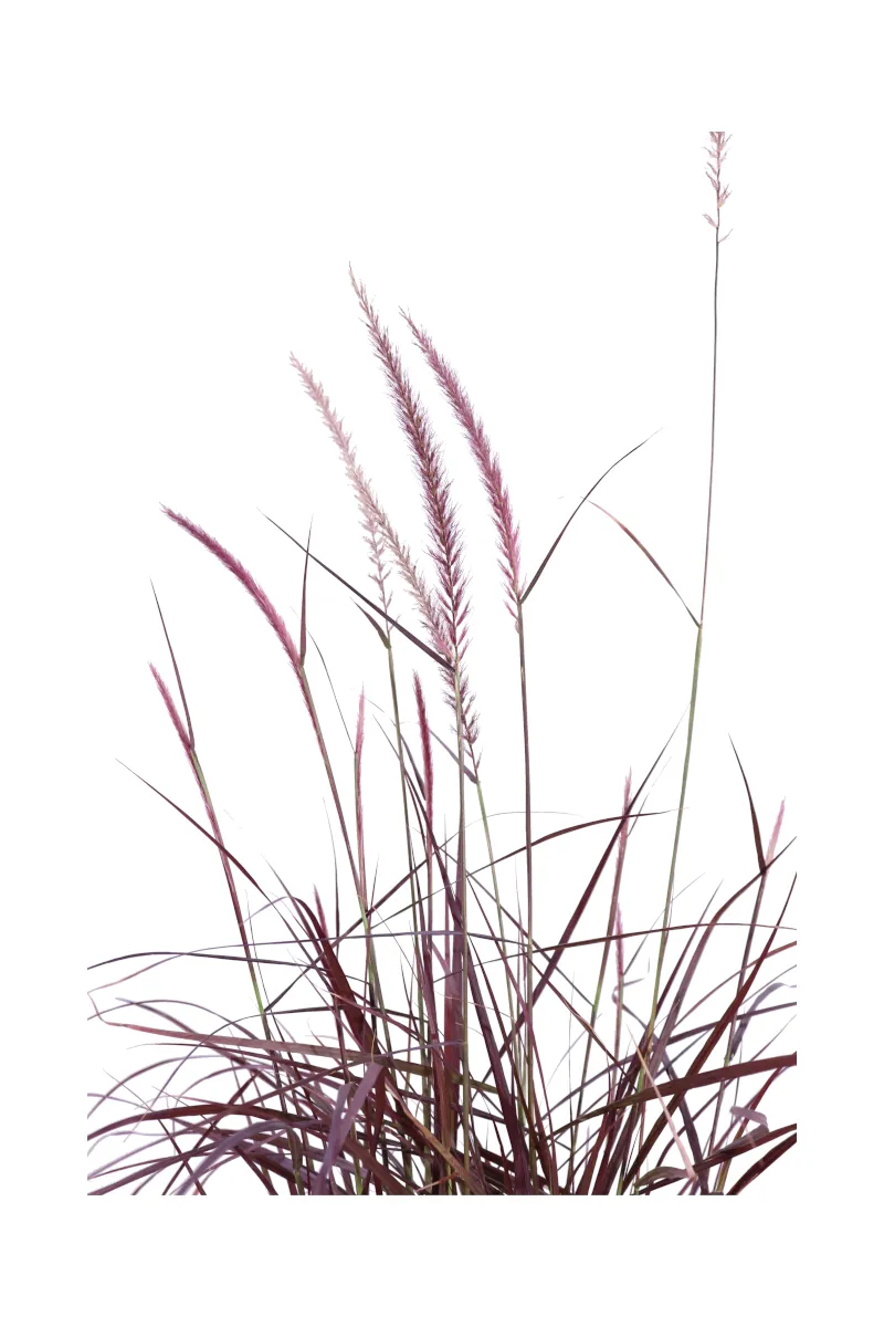 Pennisetum Advena Rubrum v17 egarden.store online