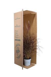 Pennisetum Advena Rubrum v17 egarden.store online