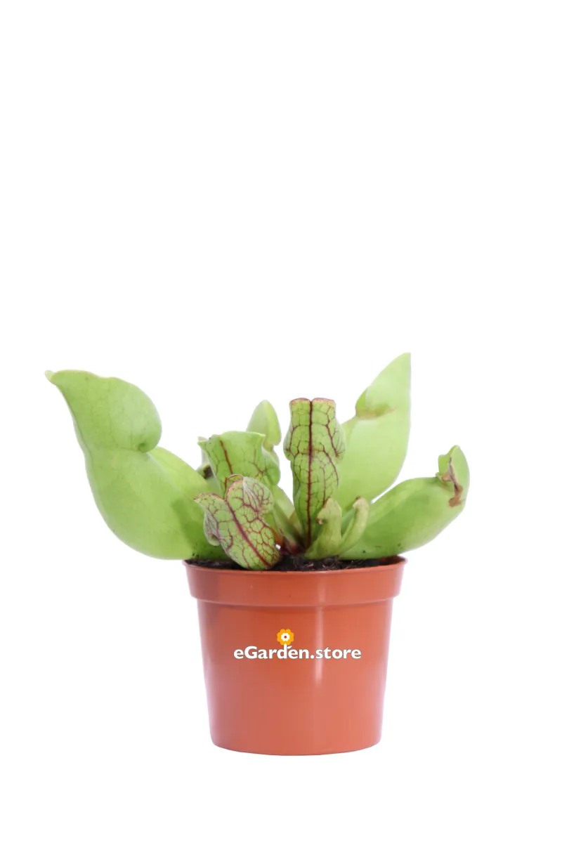 Sarracenia Purpurea Hybride v9 egarden.store online