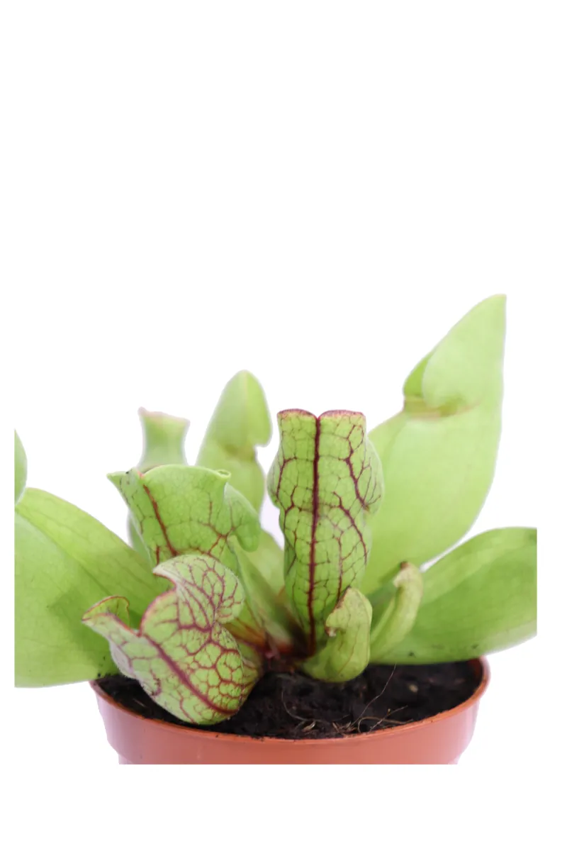 Sarracenia Purpurea Hybride v9 egarden.store 2 Sarracenia Purpurea Hybride v9 egarden.store online