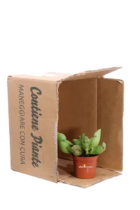 Sarracenia Purpurea Hybride v9 egarden.store 3 Sarracenia Purpurea Hybride v9 egarden.store online