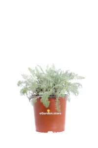 Achillea Crithmifolia v17 egarden.store online