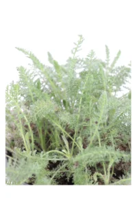 Achillea Crithmifolia