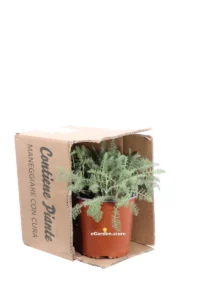 Achillea Crithmifolia v17 egarden.store online