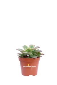 Aeonium Mix 1 v8 egarden.store online