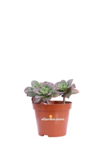 Aeonium Mix 2 v8 egarden.store online