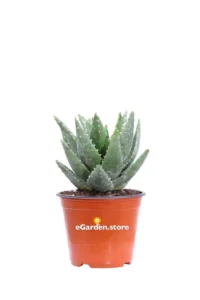 Aloe Brevifolia v14 egarden.store online