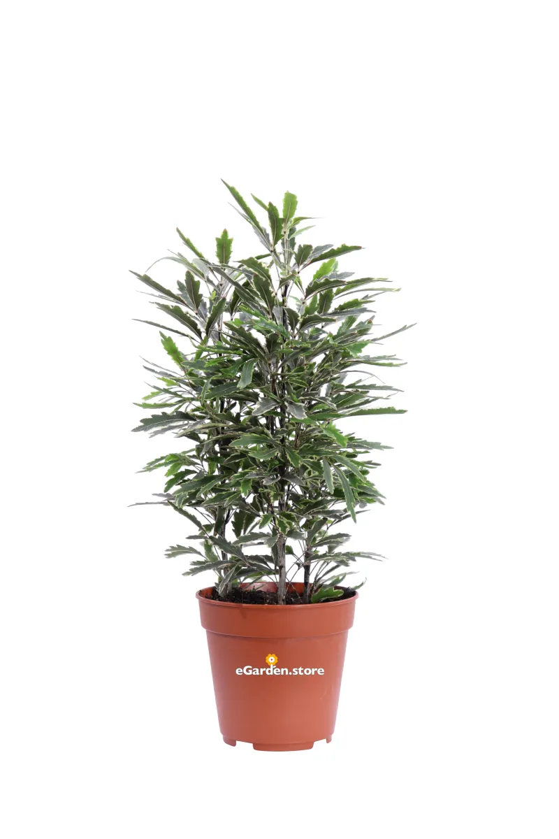 Aralia - Plerandra Elegantissima Variegata v12 egarden.store online