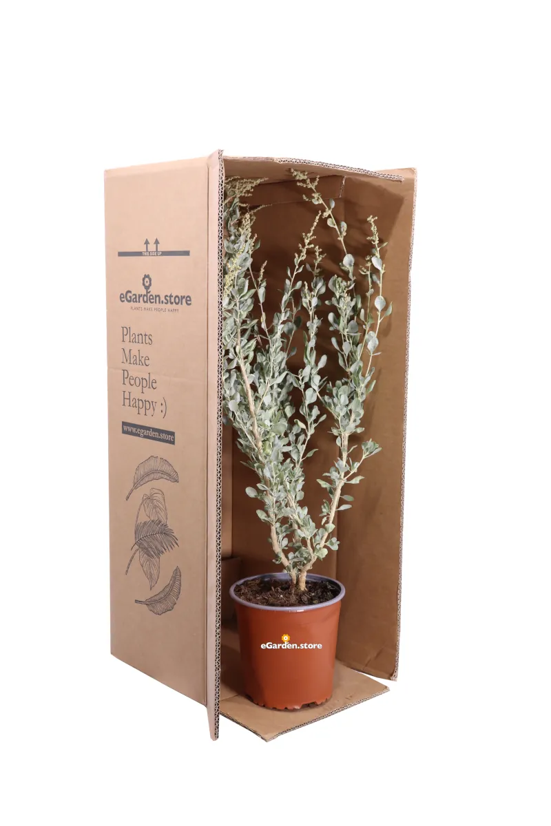 Atriplex Halimus v17 egarden.store online