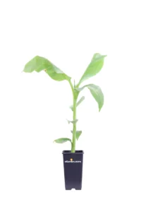 Banano Giapponese - Musa Basjoo v15 egarden.store online