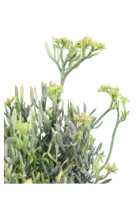 Crithmum Maritimum v17 egarden.store online