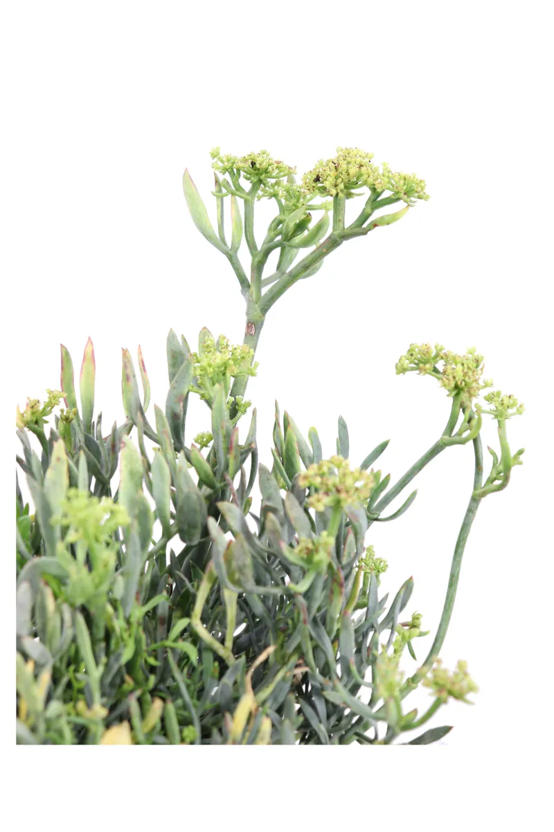 Crithmum Maritimum v17 egarden.store online