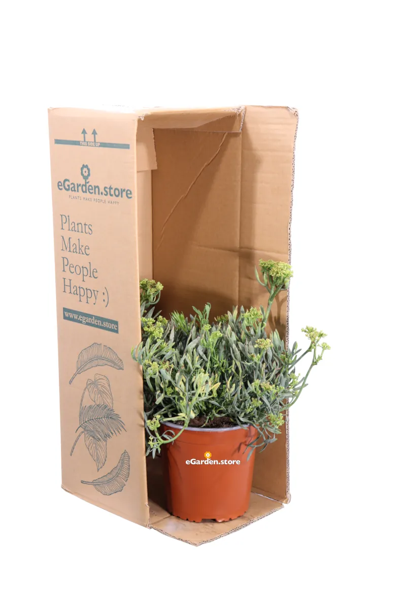 Crithmum Maritimum v17 egarden.store online