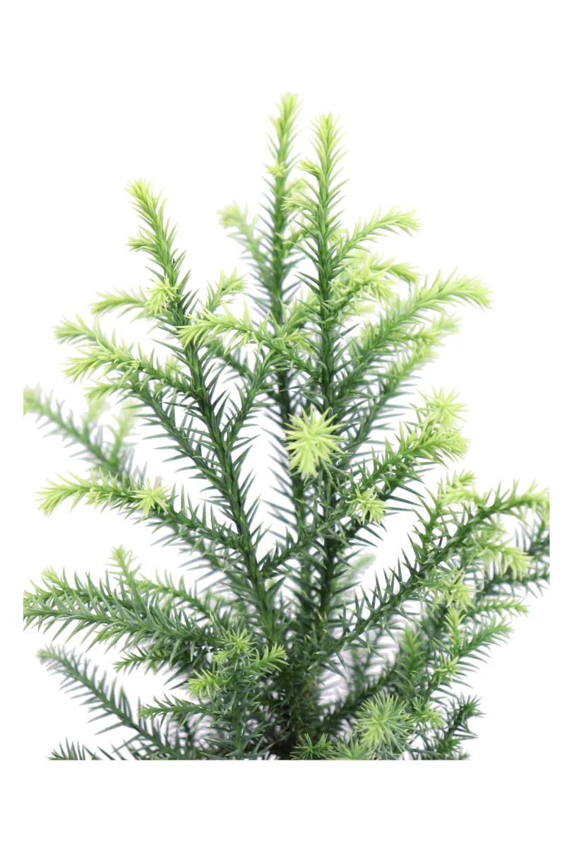 Cryptomeria Japonica Vilmorin Gold