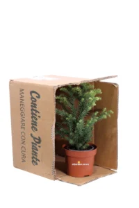 Cryptomeria Japonica Vilmorin Gold v9 egarden.store online