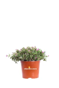 Delosperma Aberdeenense v15 egarden.store 1 Delosperma Aberdeenense v15 egarden.store online