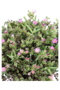 Delosperma Aberdeenense v15 egarden.store 2 Delosperma Aberdeenense v15 egarden.store online