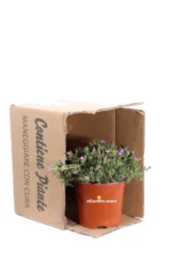 Delosperma Aberdeenense v15 egarden.store 3 Delosperma Aberdeenense v15 egarden.store online