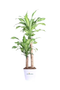 Dracena Massangeana v20 egarden.store online