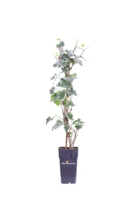 Edera - Hedera Gloire De Marengo v15 egarden.store online