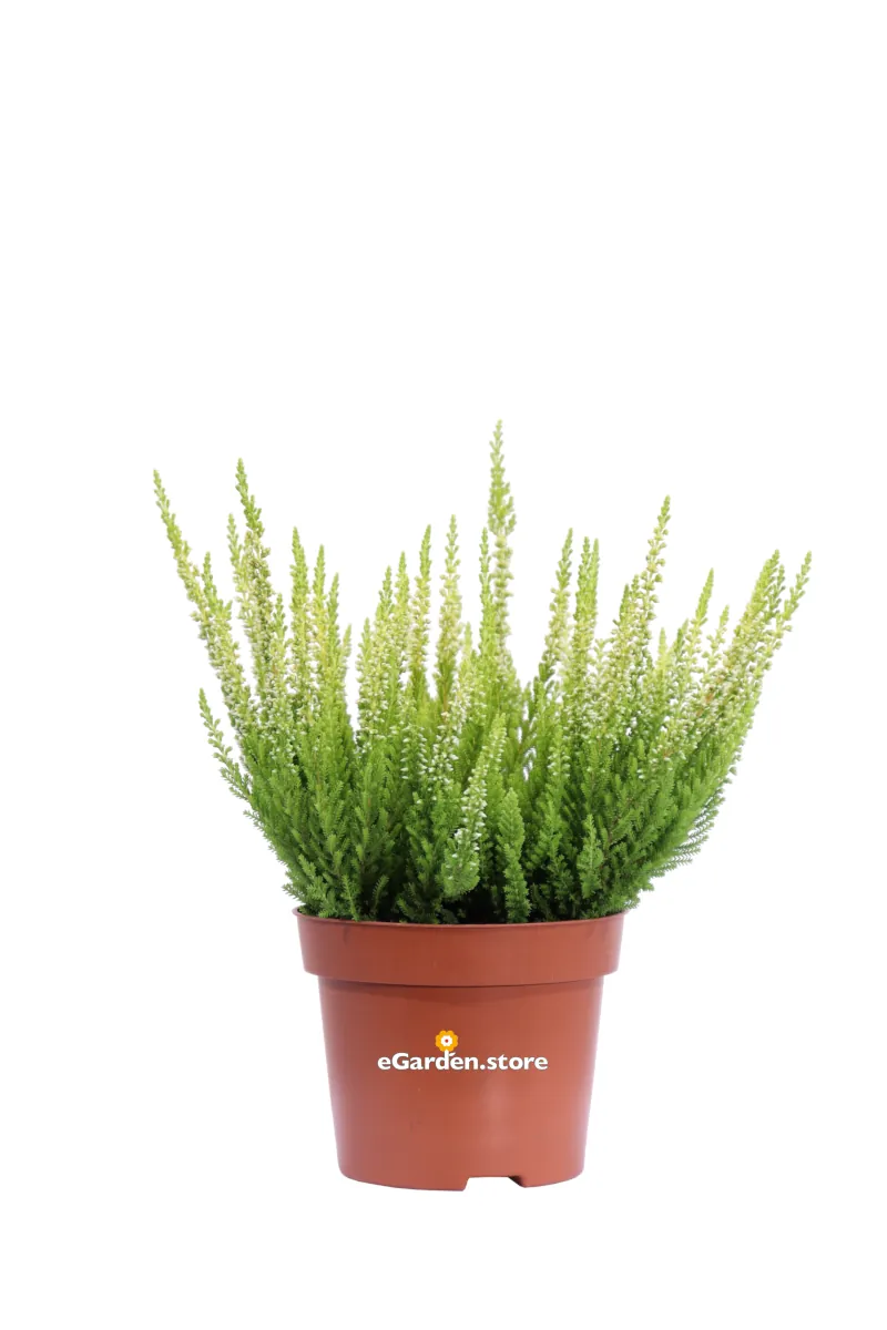 Erica - Calluna Vulgaris Bianco-Snow v10 egarden.store online