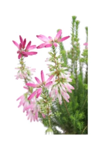 Erica Verticillata v12 egarden.store online