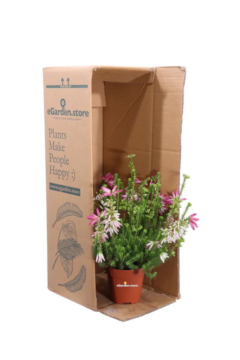 Erica Verticillata v12 egarden.store online