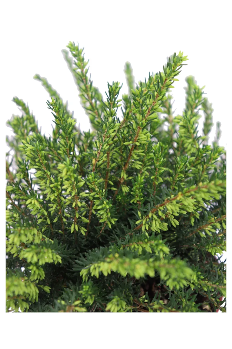 Erica X Darleyensis Darley Dale