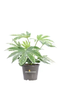 Fatsia Japonica Variegata v14 egarden.store online