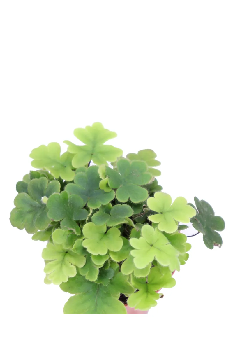 Felce - Doryopteris Cordata v5 egarden.store online