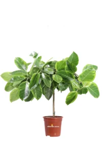 Ficus Altissima Golden Gem v20 egarden.store online