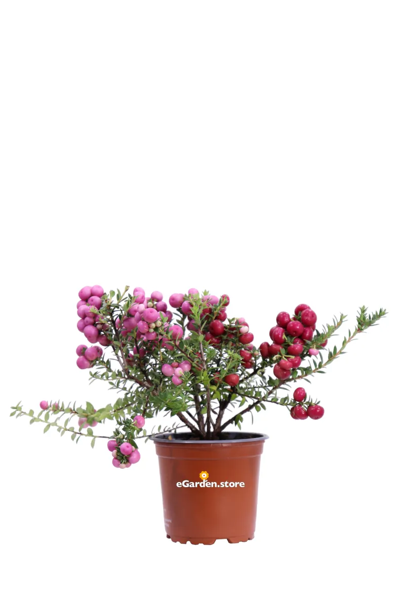 Gaultheria Mucronata - Pernettya Bicolor v9 egarden.store online