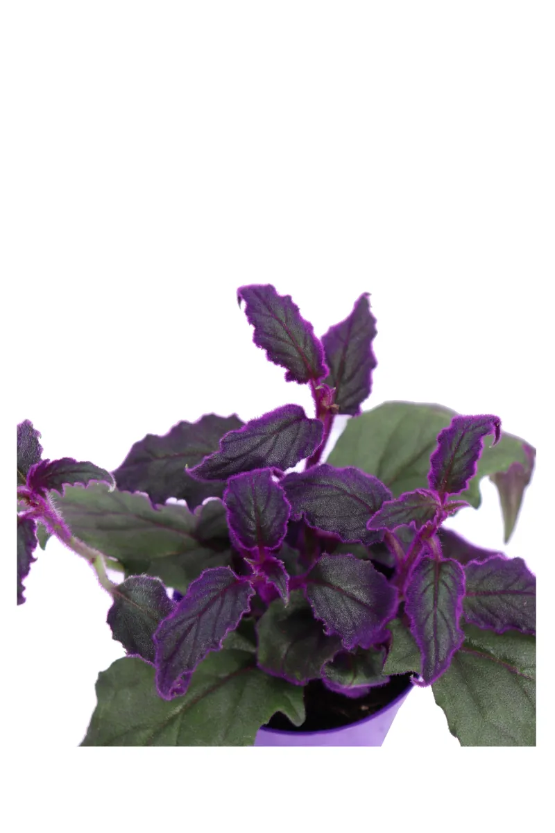 Gynura Aurantiaca v7 egarden.store online