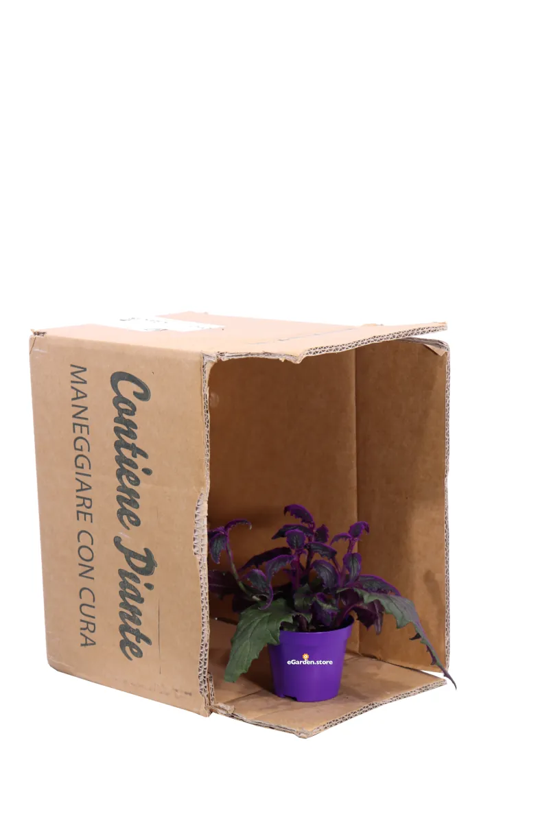 Gynura Aurantiaca v7 egarden.store online