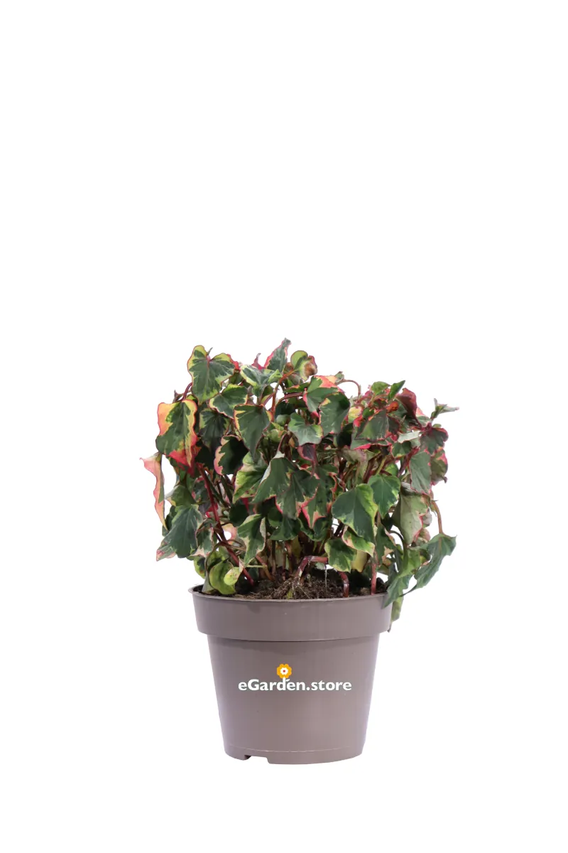 Houttuynia Cordata Chameleon v13 egarden.store online